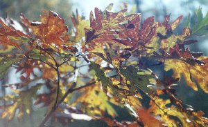 Autumn Leaves